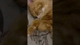 Устал ребёнок и усунула 😻 всем сладких снов 🫶 