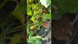 Собираем вкусную ягоду