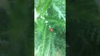 Клубника, Божья коровка, Тысячелистник