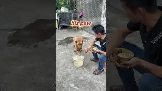 You Won’t Believe What This Picky Dog Did!