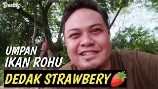 UMPAN DEDAK STRAWBERY PEMIKAT IKAN ROHU