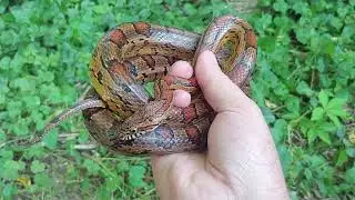 Kentucky cave region corn snake and discussion - 16 June 2024