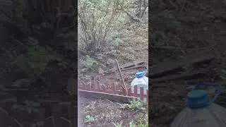 Лесной конёк птица