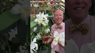 The Magic of White Cattleyas