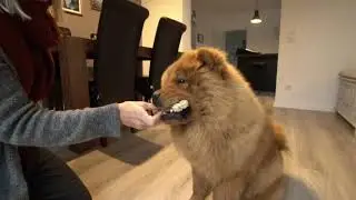 Produkttest DOGBOSS Natur Kauknochen