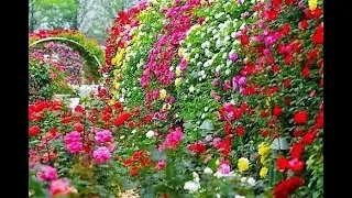 Beautiful  Rose Flowers  Pusan National University 부산 대학교 아름다운 장미 