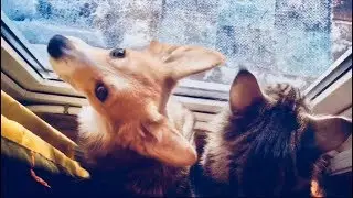 ТАЙНА ЧЁРНОГО ДРОЗДА✨КОТ ЦИРКАЧ✨МЕЙН-КУН И СОБАКА