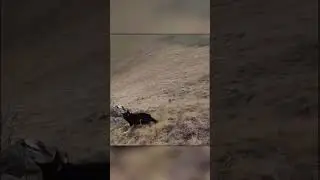 Badger Saved Marmot From Dog