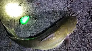 Catching Spawning Catfish on Float - Summer Tactics