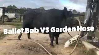 Ballet Bob VS Garden Hose