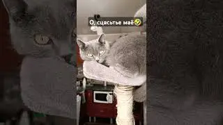 Кот Шерингтон-счастье😁 #кот #котка #cat