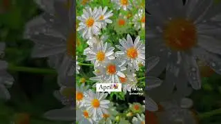 maaf video nya sampai juni doang karena nggak cukup