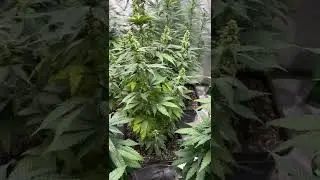 Male Roadkill Skunk in full bloom
