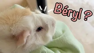 Vlog - L'ouragan Béryl et les cochons d'Inde