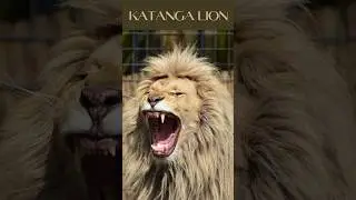 Seven breeds of lions||Savanna Sovereign || @discoverwithsabi  #shorts #lions #panthera leo