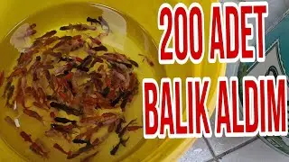 200 ADET BALIK GELDİ  youtuber pet shop