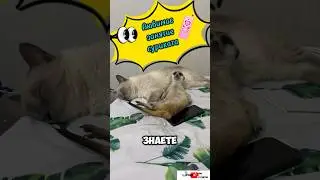 Любимое занятие суриката #meerkat #сурикотики #cat #шпротик