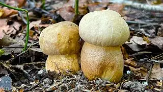 MET A FOX! PORCELAIN MUSHROOMS HAVE GONE MORE ACTIVE! Mushrooms 2021