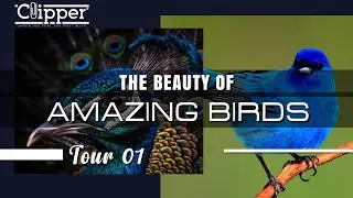 The Beauty of Amazing Birds Tour 01