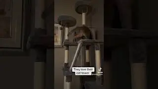 #kittypets #catlover #cat #ourcat #kitten #cute #kittys #kittycat #pets #petlover #funny