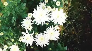 Chandra Mallika Garden