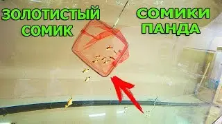 Запустил сомов в новый аквариум. Сомик панда, золотистый сомик