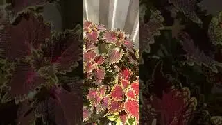 Колеусы, много колеусов!