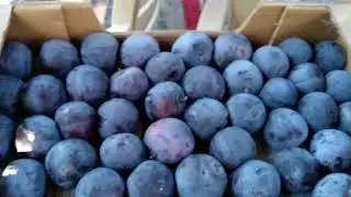 Персиковий сад.Цикл відео про найкращі сорти персика,нектарина,слив,абрикос,районованих в УКРАЇНІ.