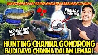 HUNTING SEPASANG CHANNA BUDIDAYA DALAM LEMARI! BIKIN KANDANG CHANNA ANDRAO SENYAMAN MUNGKIN! BREED!