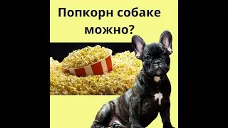 попкорн можно ли давать собаке? Попкорн для собаки