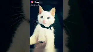 милые котята фотоколлаж