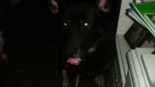 Artemis y Susi