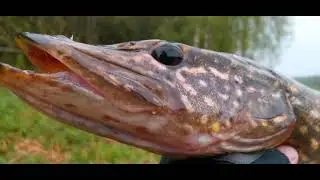 Pig Shad от Strike Pro опять приносит хороших щук.#pike #bigfish