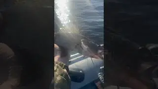 Пару часов на Вуоксе🔥Рыба есть и рыба ест)! #рыбалка #fishing #shorts #судак #щука