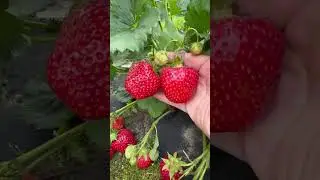 Саженцы Вацап +79035830612 #огород #strawberry #дача #сад #garden#клубника