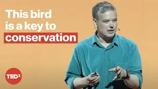 The incredible life of the Beijing swift | Terry Townshend | TEDxShanghai