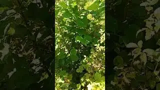 лес, малина, лещина.