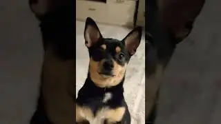 просит мороженое 😅🎄❄️🐶