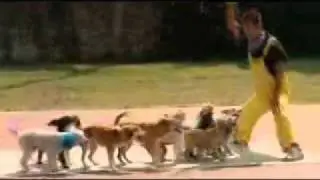 Guinness Book of World Records Presents: The Most Dogs skipping with same rope