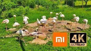 🦩 4K HDR (ULTRA HD) ● Pink Flamingo ● Shoot (camera) on Xiaomi Mi 10