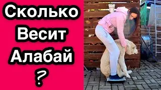 HOW MUCH does ALABAY weigh? || Weigh the Puppies || Weight of Alabai || Puppy weight