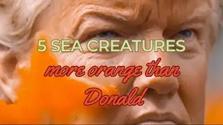 5 sea creatures more orange than Donald Trump