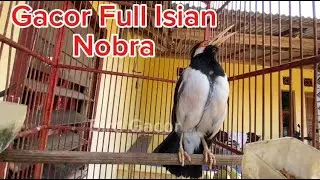 Jalak Suren Gacor Mompa full isian cocok untuk pancingan agar cepat Bunyi
