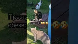 27 июля 2024 г.