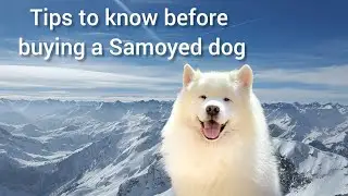 Essential Tips to Consider Before Bringing Home a Samoyed Dog