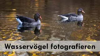 Wasservögel am See fotografieren