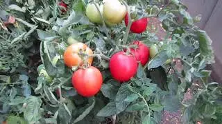 22.09.2024. Финальный сбор урожая высокорослых сортов помидоров возле дачного сарая и немного о Лоре