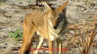 Coyote Yawning & Pooping (California)