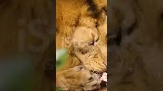 Thylacoleo: The Marsupial Lion in 56 Seconds