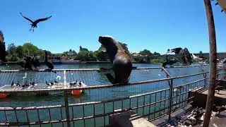 Sea lion get crazy...